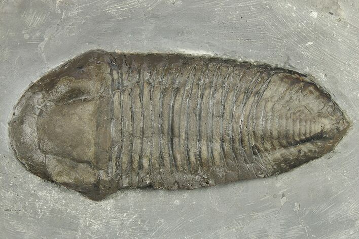 Silurian Trilobite (Trimerus) Fossil - New York #269870